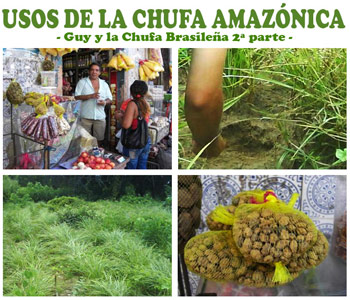 Usos de la Chufa Amazónica